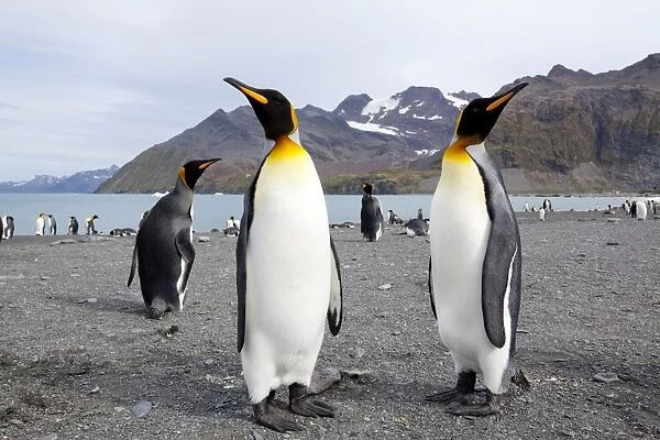 King penguins (Aptenodytes patagonicus), Gold Harbour, South Georgia, Antarctic
