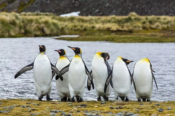 King penguins (Aptenodytes patagonicus), Peggoty Bluff, South Georgia Island, South Atlantic Ocean, Polar Regions