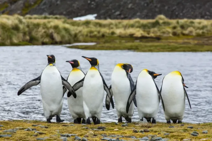 Framed Print : King penguins (Aptenodytes patagonicus), Peggoty Bluff, South Georgia Island, South Atlantic Ocean, Polar Regions Framed Print : King penguins (Aptenodytes patagonicus), Peggoty Bluff, South Georgia Island, South Atlantic Ocean, Polar Regions