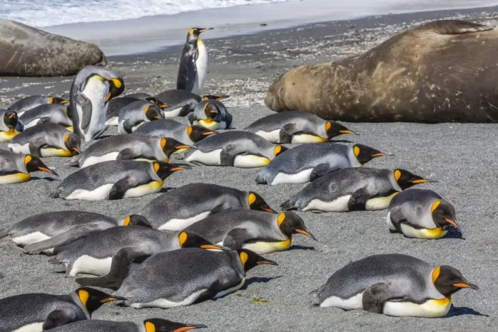 Framed Print : King penguins (Aptenodytes patagonicus), Gold Harbour, South Georgia Island, South Atlantic Ocean, Polar Regions Framed Print : King penguins (Aptenodytes patagonicus), Gold Harbour, South Georgia Island, South Atlantic Ocean, Polar Regions
