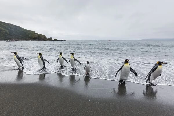 King penguins (Aptenodytes patagonicus) breeding and nesting colony at Gold Harbour, South Georgia, South Atlantic Ocean, Polar Regions