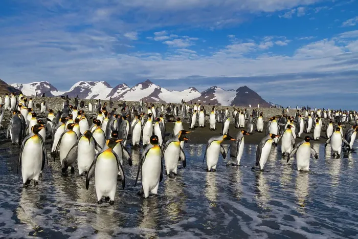 Framed Print : King penguins (Aptenodytes patagonicus) on the beach at breeding and nesting colony at Salisbury Plain in the Bay of Isles, South Georgia, Southern Ocean, Polar Regions Framed Print : King penguins (Aptenodytes patagonicus) on the beach at breeding and nesting colony at Salisbury Plain in the Bay of Isles, South Georgia, Southern Ocean, Polar Regions