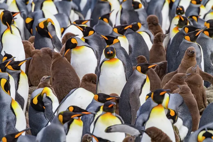 Framed Print : King penguins (Aptenodytes patagonicus) at breeding and nesting colony at Salisbury Plain in the Bay of Isles, South Georgia, Polar Regions Framed Print : King penguins (Aptenodytes patagonicus) at breeding and nesting colony at Salisbury Plain in the Bay of Isles, South Georgia, Polar Regions