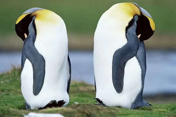 King penguins (Aptenodytes patagonicus) sleeping, Volunteer Point, East Falkland