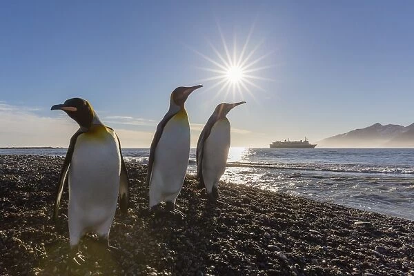 King penguins (Aptenodytes patagonicus) at sunrise, in St. Andrews Bay, South Georgia