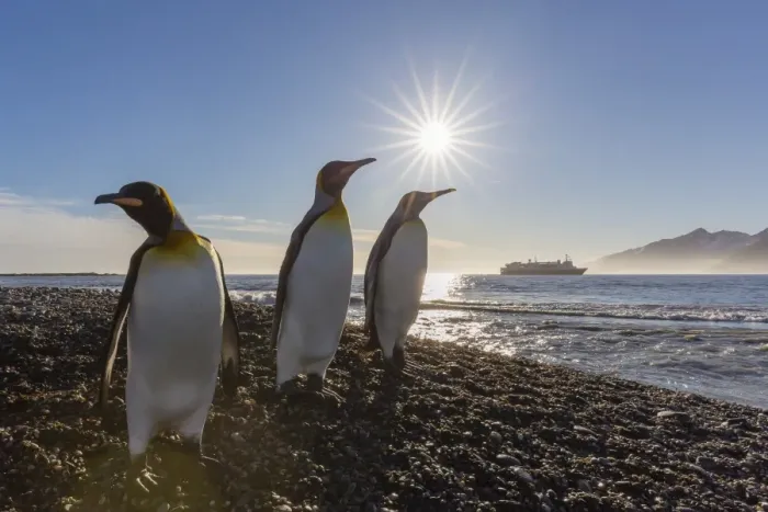 Framed Print : King penguins (Aptenodytes patagonicus) at sunrise, in St. Andrews Bay, South Georgia Framed Print : King penguins (Aptenodytes patagonicus) at sunrise, in St. Andrews Bay, South Georgia