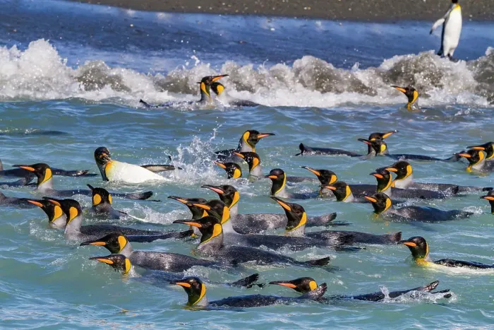 Framed Print : King penguins (Aptenodytes patagonicus) swimming near the nesting beach at Salisbury Plain, South Georgia, Polar Regions Framed Print : King penguins (Aptenodytes patagonicus) swimming near the nesting beach at Salisbury Plain, South Georgia, Polar Regions