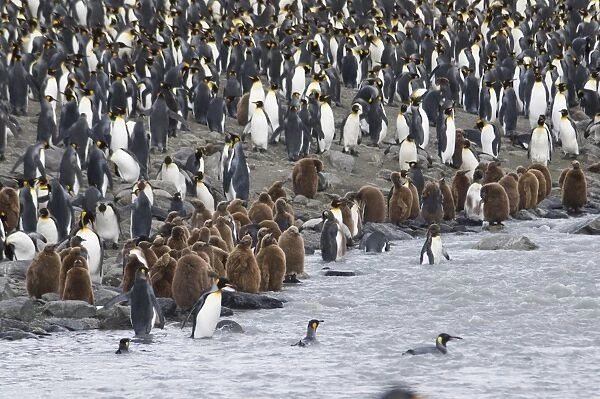King penguins with brown feathered chicks, St. Andrews Bay, South Georgia, South Atlantic