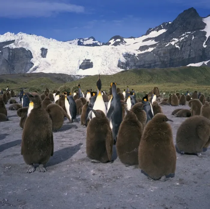 Framed Print : King penguins and chicks Framed Print : King penguins and chicks