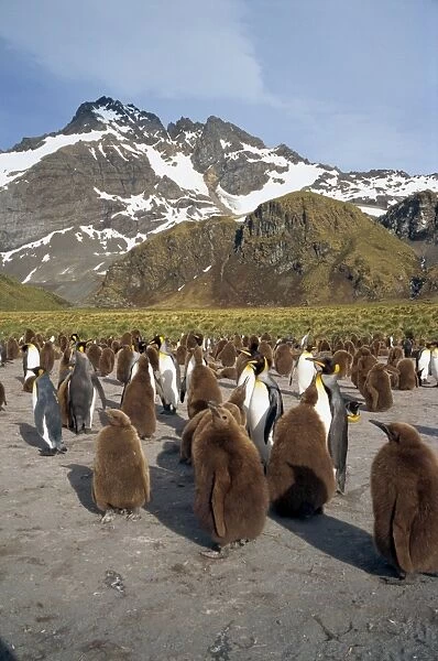 King penguins and chicks in a rookery