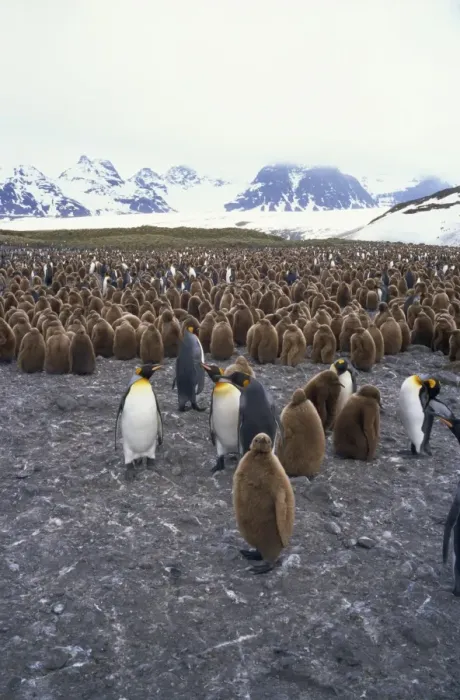 Framed Print : King penguins and chicks, South Georgia, South Atlantic, Polar Regions Framed Print : King penguins and chicks, South Georgia, South Atlantic, Polar Regions