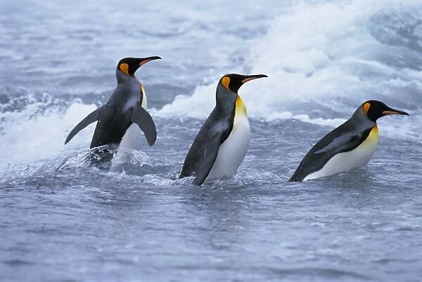 King penguins coming ashore