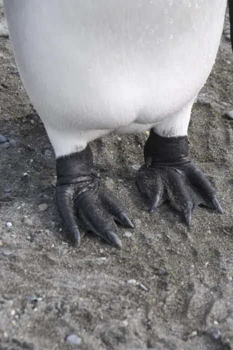 Framed Print : King penguins feet, St. Andrews Bay, South Georgia, South Atlantic Framed Print : King penguins feet, St. Andrews Bay, South Georgia, South Atlantic