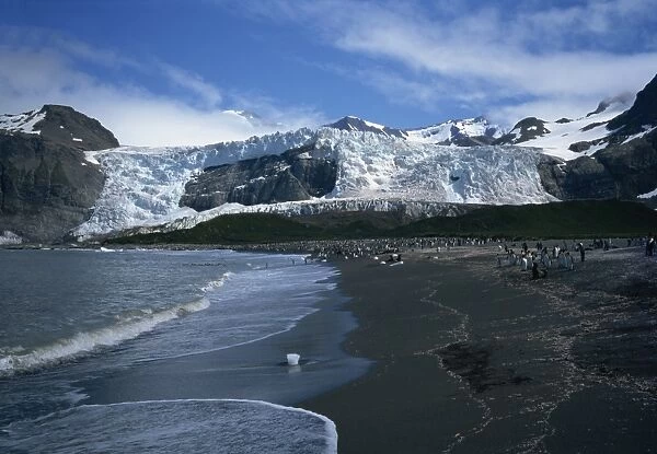 King penguins, Gold Harbour, South Georgia, Polar Regions