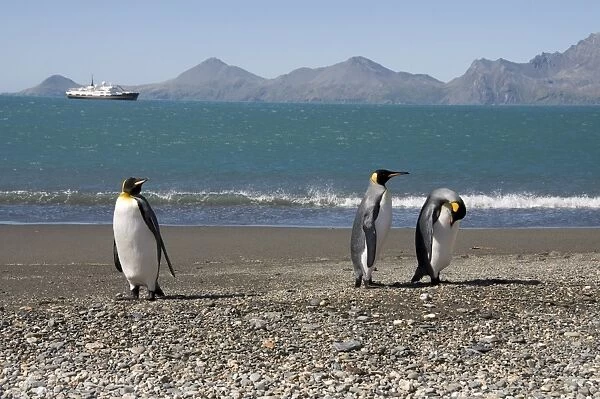 King penguins, Moltke Harbour, Royal Bay, South Georgia, South Atlantic