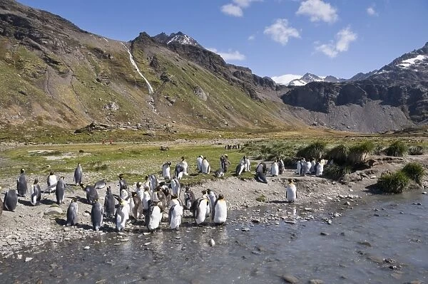 King penguins, Moltke Harbour, Royal Bay, South Georgia, South Atlantic