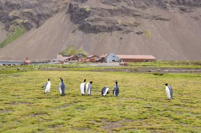 Framed Print : King Penguins in front of Old Whaling station at Stromness Bay, South Georgia Framed Print : King Penguins in front of Old Whaling station at Stromness Bay, South Georgia