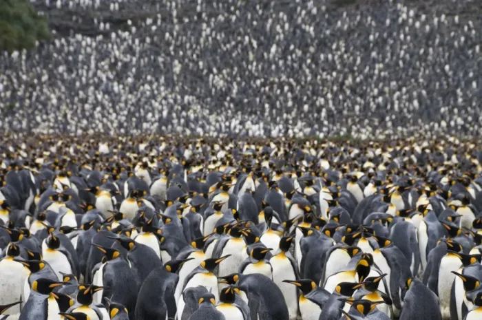 Framed Print : King penguins, Salisbury Plain, South Georgia, South Atlantic Framed Print : King penguins, Salisbury Plain, South Georgia, South Atlantic