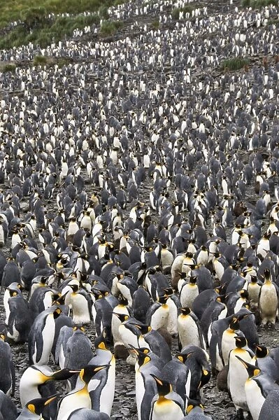 King penguins, Salisbury Plain, South Georgia, South Atlantic