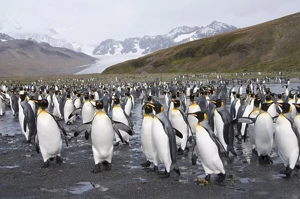 King penguins, St. Andrews Bay, South Georgia, South Atlantic