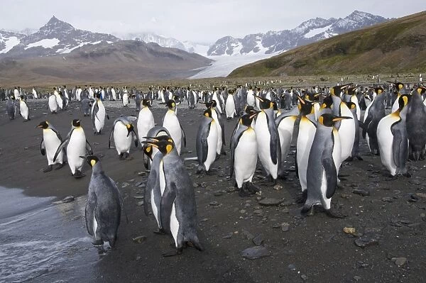King penguins, St. Andrews Bay, South Georgia, South Atlantic