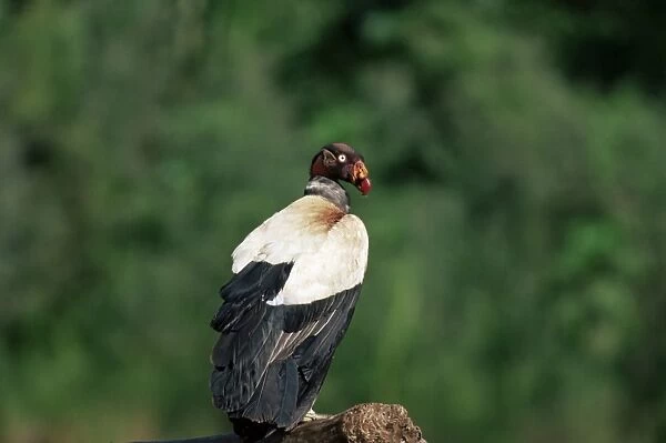 King vulture, an Amazonian bird, Parque Nacional Madidi, Bolivia, South America