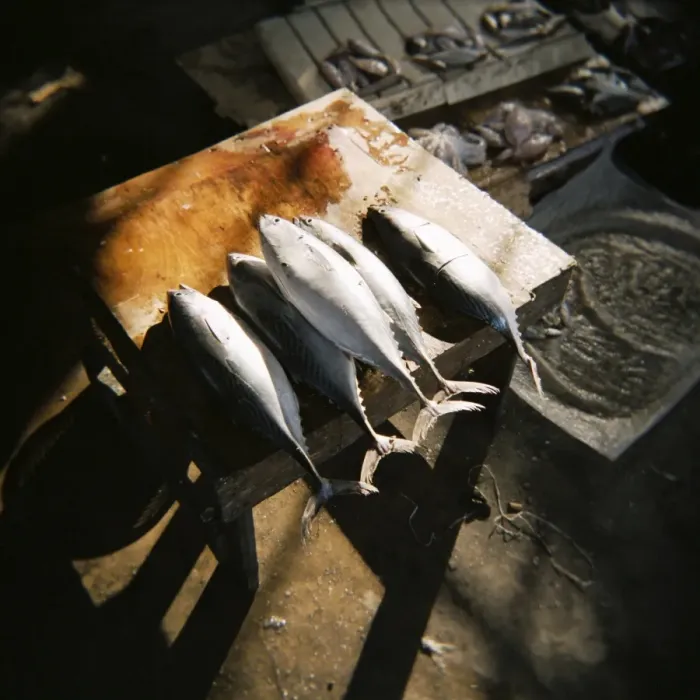 Framed Print : Kingfish laid on cutting block, fish market, Stone Town, Zanzibar, Tanzania Framed Print : Kingfish laid on cutting block, fish market, Stone Town, Zanzibar, Tanzania