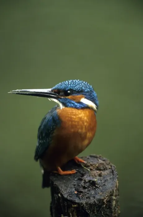 Framed Print : Kingfisher Framed Print : Kingfisher