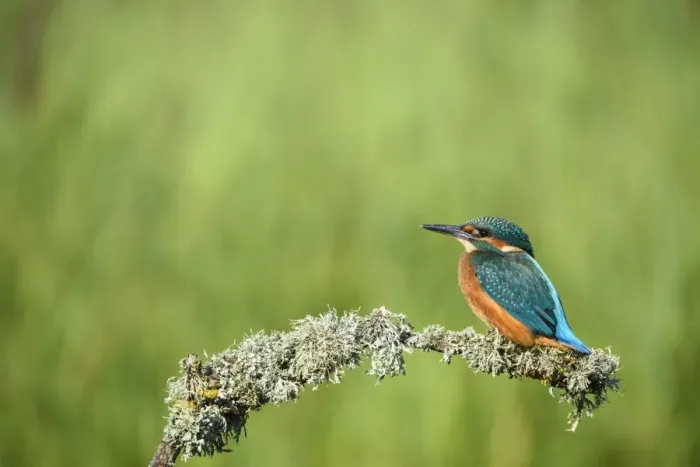 Framed Print : Kingfisher (Alcedo atthis), United Kingdom, Europe Framed Print : Kingfisher (Alcedo atthis), United Kingdom, Europe