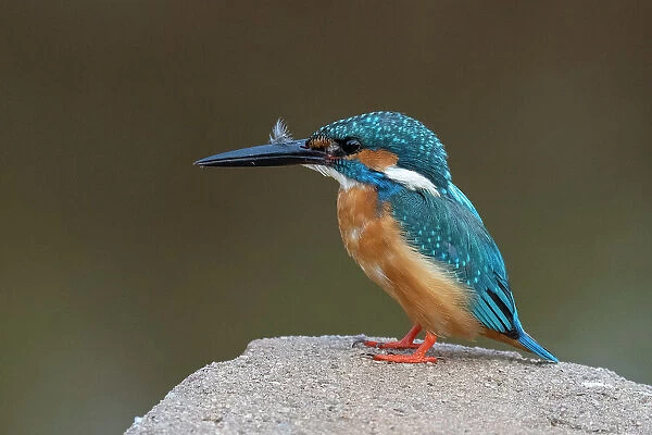 Kingfisher, Bandhavgarh National Park, Madhya Pradesh, India, Asia