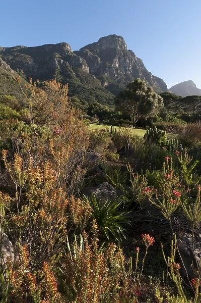 Kirstenbosch National Botanical Garden, Cape Town, South Africa, Africa
