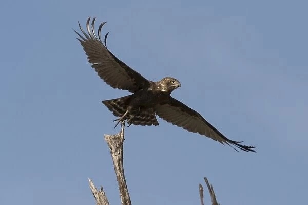 A kite in flight, Khwai Concession, Okavango Delta, Botswana, Africa