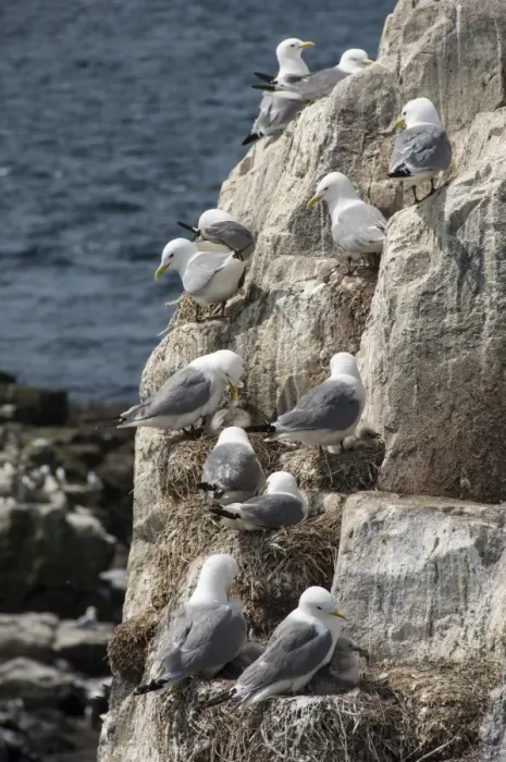 Framed Print : Kittiwakes nesting on cliff ledges, Farne Islands, Seahouses, Northumberland, England, United Kingdom, Europe Framed Print : Kittiwakes nesting on cliff ledges, Farne Islands, Seahouses, Northumberland, England, United Kingdom, Europe