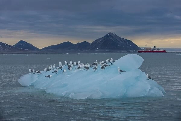 Kittiwakes sitting on a huge piece of glacier ice with an expedition boat in the background, Hornsund, Svalbard, Arctic, Norway, Scandinavia, Europe