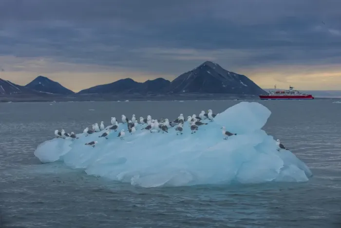 Framed Print : Kittiwakes sitting on a huge piece of glacier ice with an expedition boat in the background, Hornsund, Svalbard, Arctic, Norway, Scandinavia, Europe