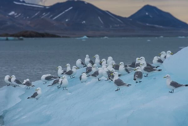 Kittiwakes sitting on a huge piece of ice, Hornsund, Svalbard, Arctic, Norway, Scandinavia, Europe
