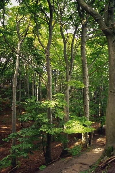 Klinte forest, beech glades at Mons Klint, Mon, Denmark, Scandinavia, Europe