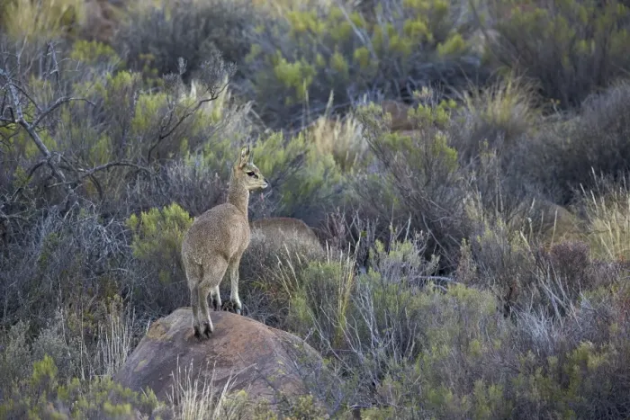 Framed Print : Klipspringer (Oreotragus oreotragus) male, Karoo National Park, South Africa, Africa Framed Print : Klipspringer (Oreotragus oreotragus) male, Karoo National Park, South Africa, Africa