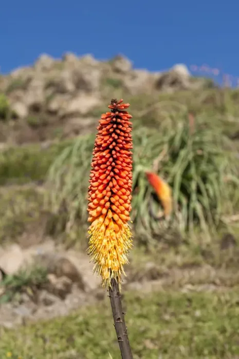 Framed Print : Kniphofia (Tritoma) (Red hot poker) (Kniphofia foliosa), Simien Mountains National Park, UNESCO World Heritage Site, Amhara region, Ethiopia, Africa Framed Print : Kniphofia (Tritoma) (Red hot poker) (Kniphofia foliosa), Simien Mountains National Park, UNESCO World Heritage Site, Amhara region, Ethiopia, Africa