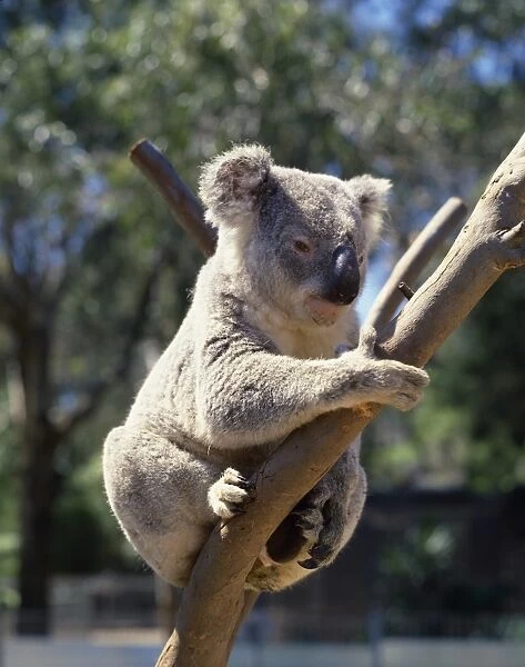 Koala bear, Australia, Pacific