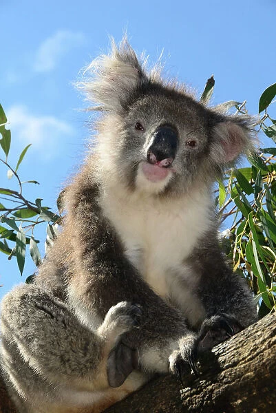 Koala bear, Melbourne, Victoria, Australia, Pacific