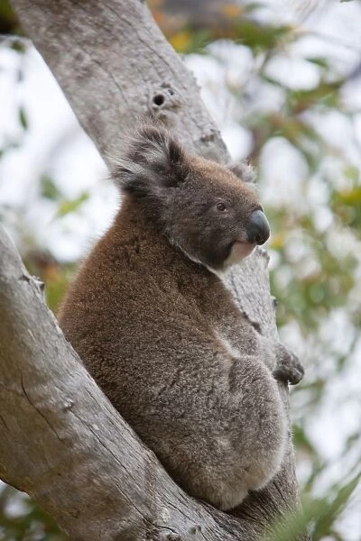 Koala (Phascolarctos cinereus), in a eucalyptus tree, Yanchep National Park