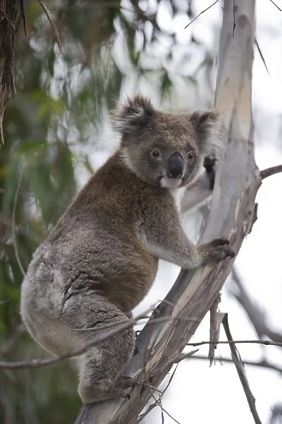 Koala (Phascolarctos cinereus), Kangaroo Island, South Australia, Australia, Pacific