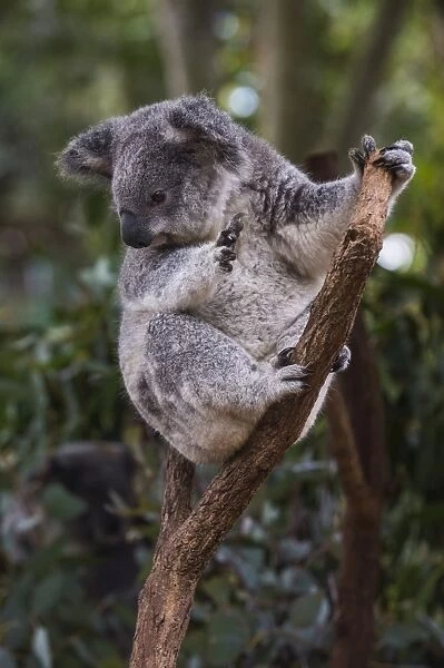 Koala (Phascolarctos cinereus), Lone Pine Sanctuary, Brisbane, Queensland, Australia