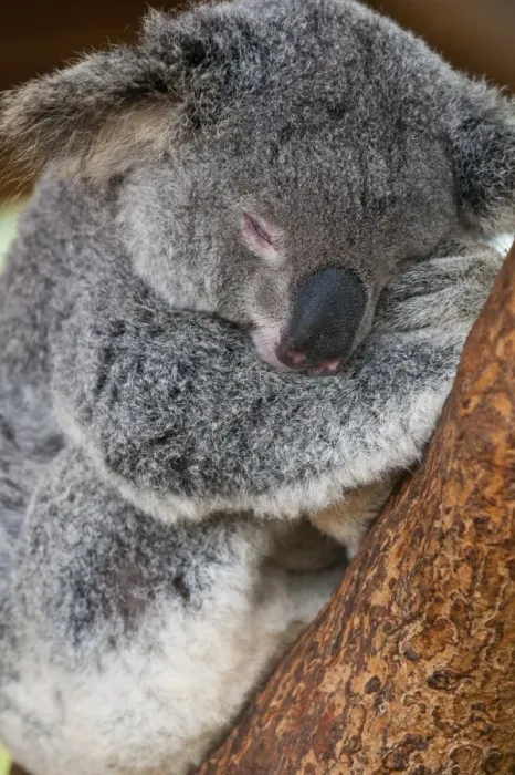 Framed Print : Koala (Phascolarctos cinereus) in the Townsville sanctuary, Queensland, Australia, Pacific Framed Print : Koala (Phascolarctos cinereus) in the Townsville sanctuary, Queensland, Australia, Pacific