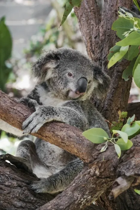 Framed Print : Koala (Phascularctos cinereus), captive, Australia, Pacific Framed Print : Koala (Phascularctos cinereus), captive, Australia, Pacific