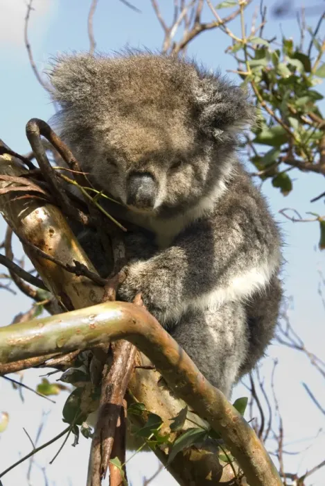Framed Print : Koala in the wild, in a gum tree at Cape Otway, Great Ocean Road, Victoria, Australia, Pacific Framed Print : Koala in the wild, in a gum tree at Cape Otway, Great Ocean Road, Victoria, Australia, Pacific