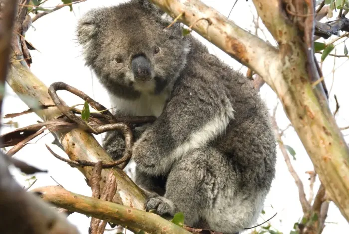 Framed Print : Koala in the wild, in a gum tree at Cape Otway, Great Ocean Road, Victoria, Australia Framed Print : Koala in the wild, in a gum tree at Cape Otway, Great Ocean Road, Victoria, Australia