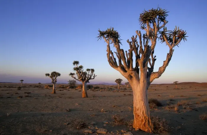 Framed Print : Kokerboom, (Aloe dichotoma) Framed Print : Kokerboom, (Aloe dichotoma)