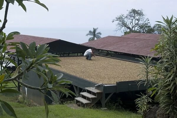 Kona coffee beans drying in the sun